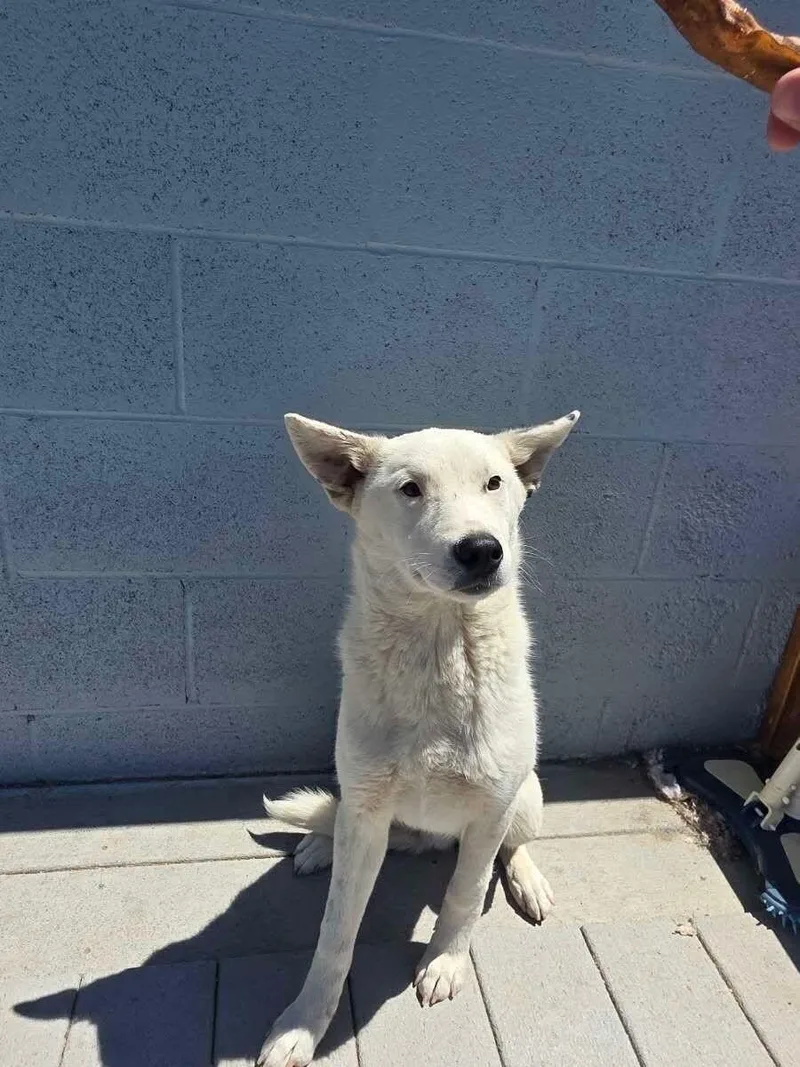 A baby medium-sized male Shepherd dog named Seth for adoption in Windsor, CO