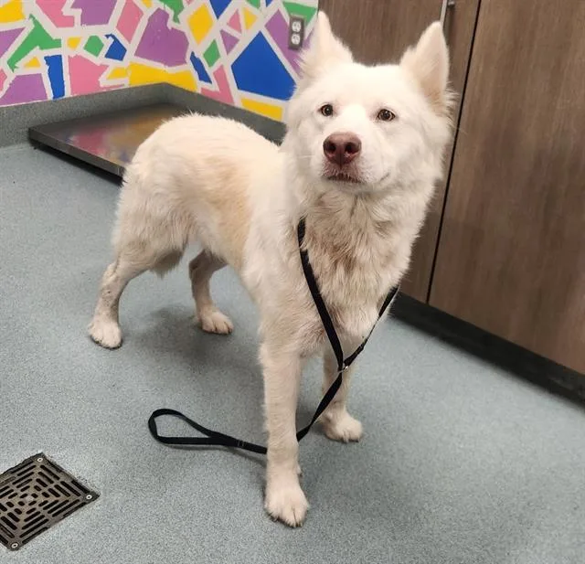 An adult medium-sized female Husky dog named Sugar for adoption in Baytown, TX