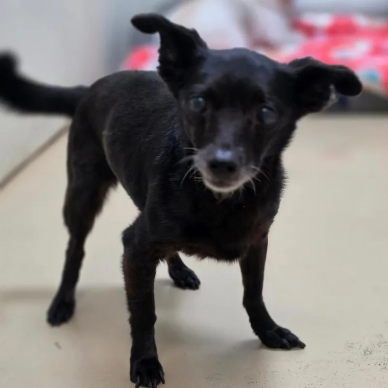 A senior small-sized female Black Chihuahua dog named Vampira Chino Hills for adoption in Chino Hills, CA