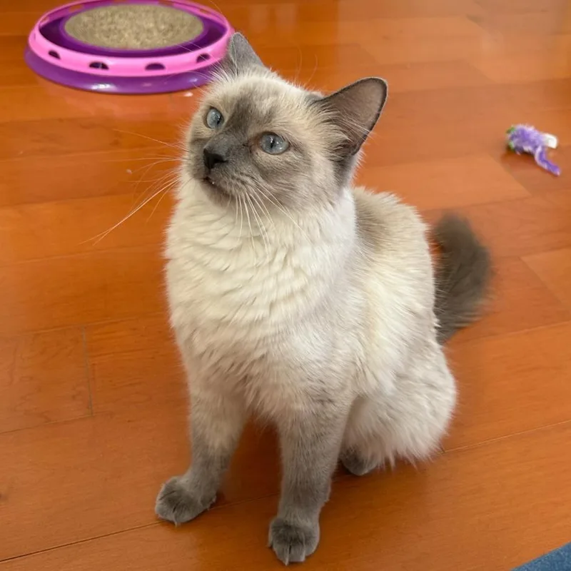 An adult medium-sized female Domestic Medium Hair cat named Mulan for adoption in Los Angeles, CA