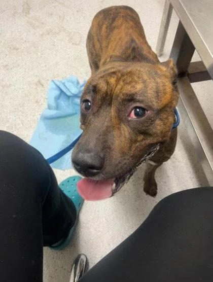 A young medium-sized male Pit Bull Terrier dog named Jojo for adoption in Oakland, CA