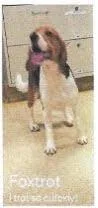 Foxtrot