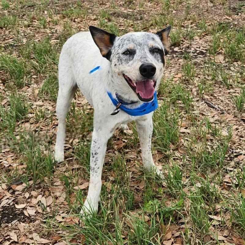 Rocket Aka Chacho Jum thumbnail 2