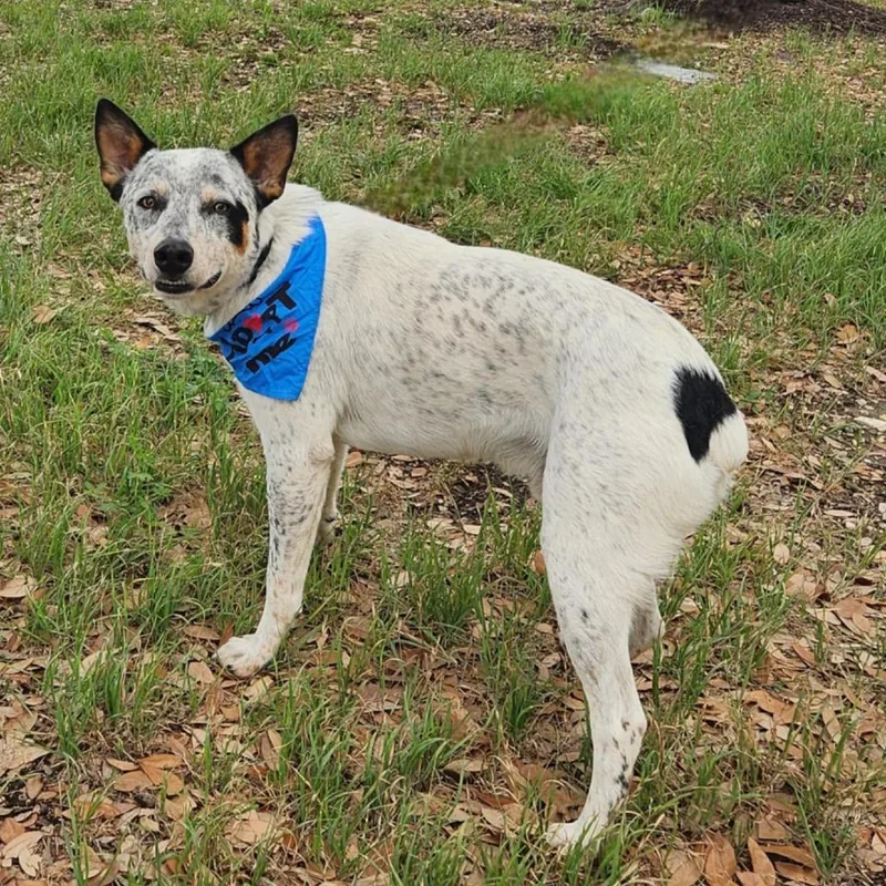 Rocket Aka Chacho Jum thumbnail 4