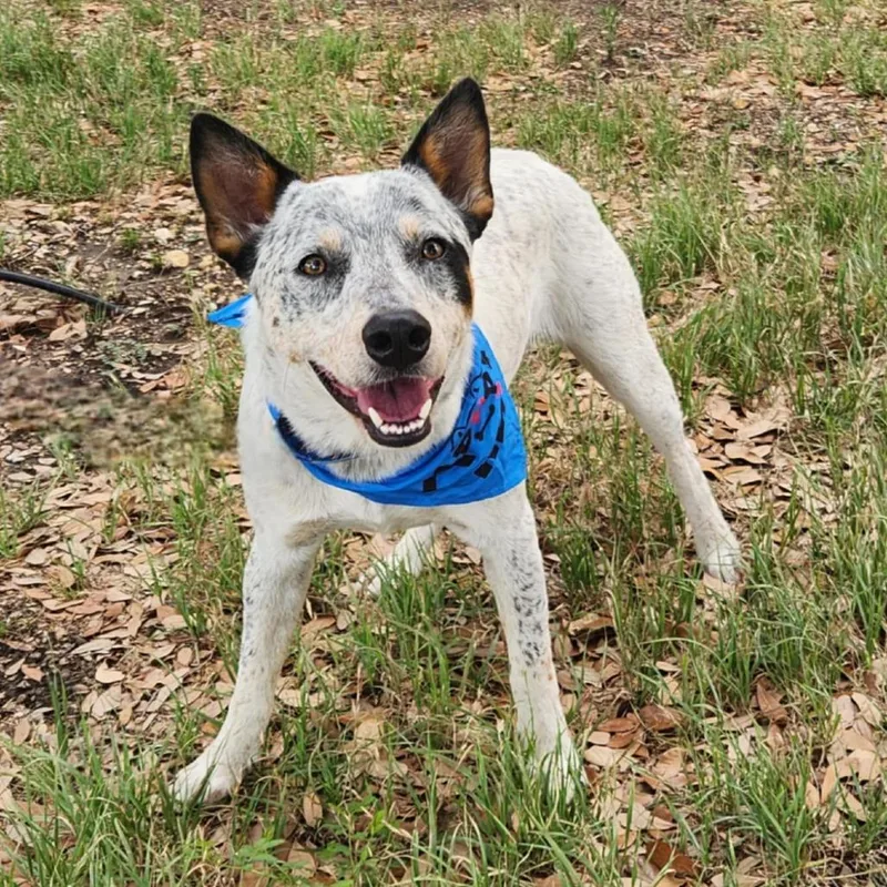 Rocket Aka Chacho Jum thumbnail 5