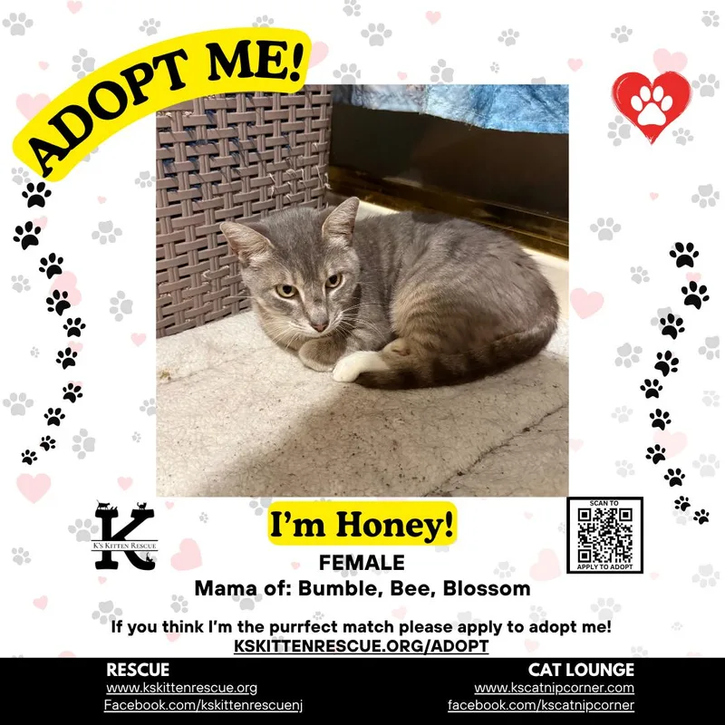 An adult medium-sized female Tabby (Gray / Blue / Silver) Domestic Short Hair cat named Honey for adoption in Brick, NJ