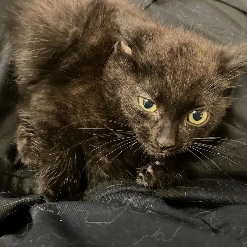 A baby small-sized male Black Domestic Short Hair cat named Ned for adoption in Bristol, IN