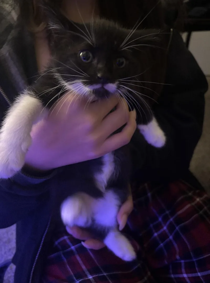 A baby small-sized female Black & White / Tuxedo Domestic Short Hair cat named Mittens for adoption in Davis, CA