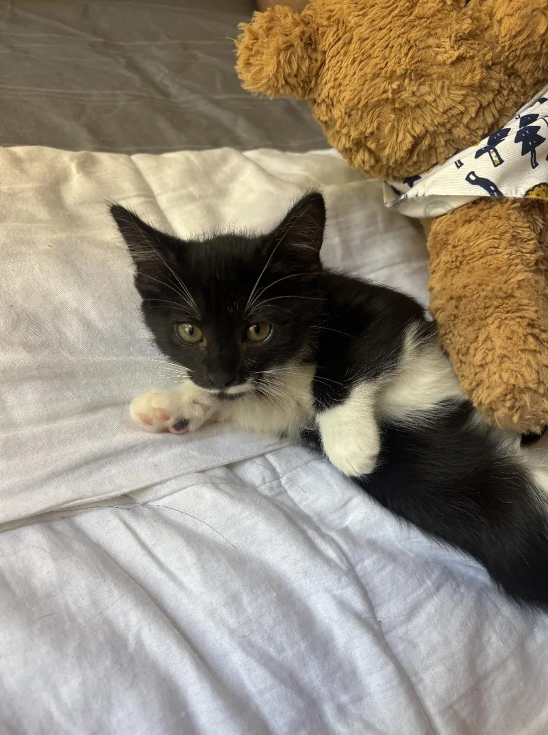 Mittens thumbnail 2