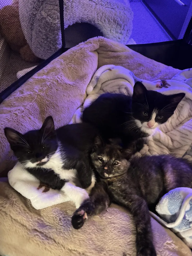 Mittens thumbnail 3
