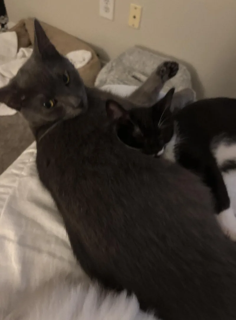 Mittens thumbnail 4