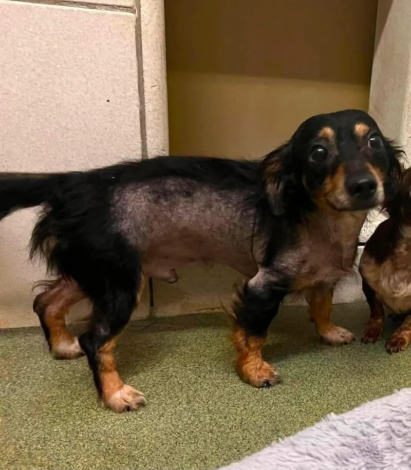 An adult small-sized male Dachshund dog named Paco for adoption in Newport, KY