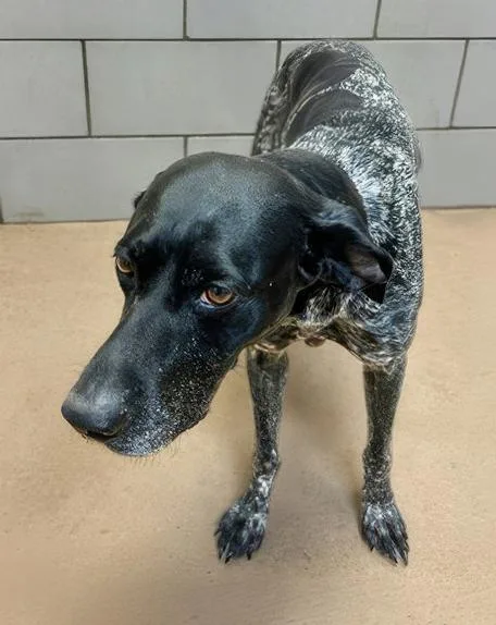 An adult medium-sized female Black Mixed Breed dog named Mirabelle for adoption in Nashville, TN
