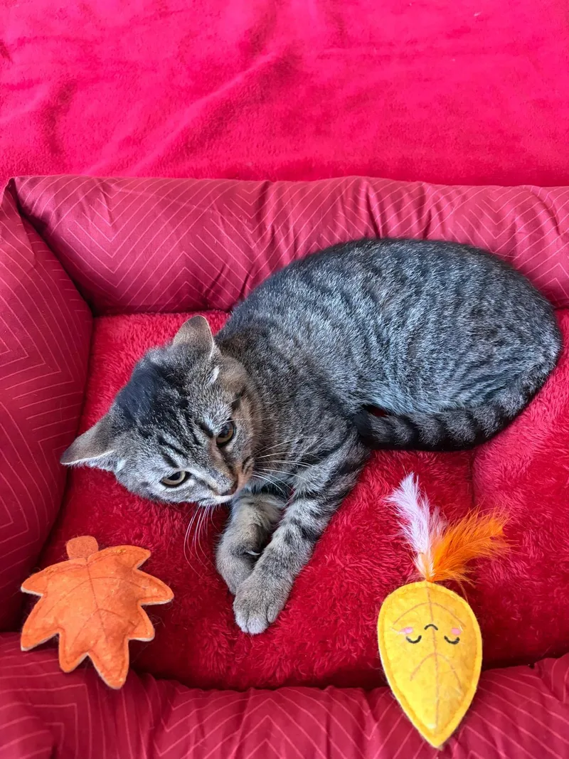A baby medium-sized female Domestic Short Hair cat named Trixie for adoption in Brooklyn, NY