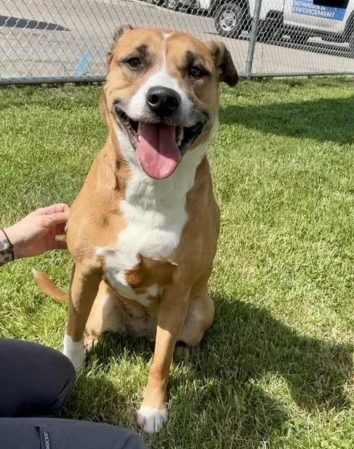 An adult large-sized female American Staffordshire Terrier dog named Kailey for adoption in Kalamazoo, MI