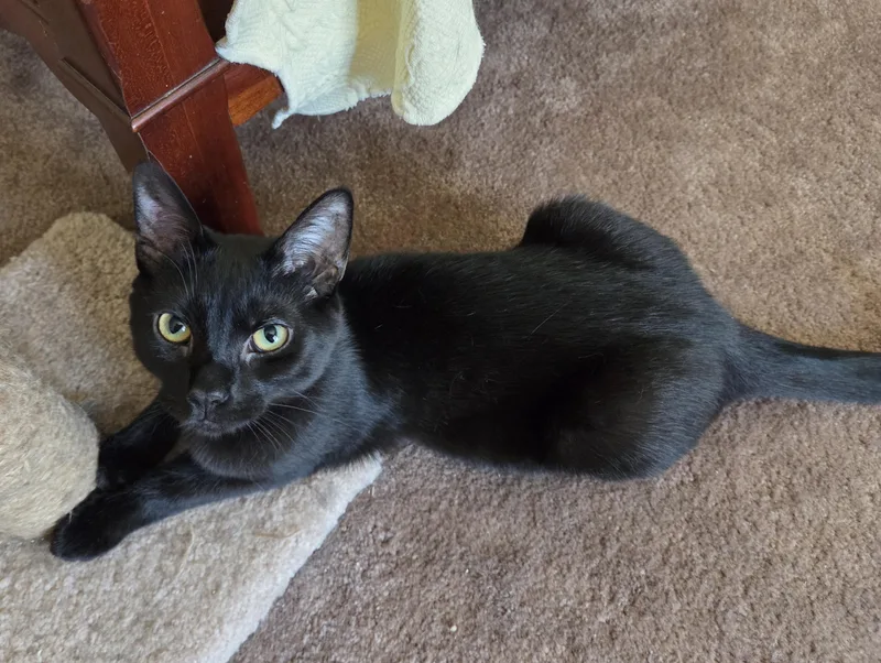 A young medium-sized female Black Domestic Short Hair cat named Bindi for adoption in Butler, PA