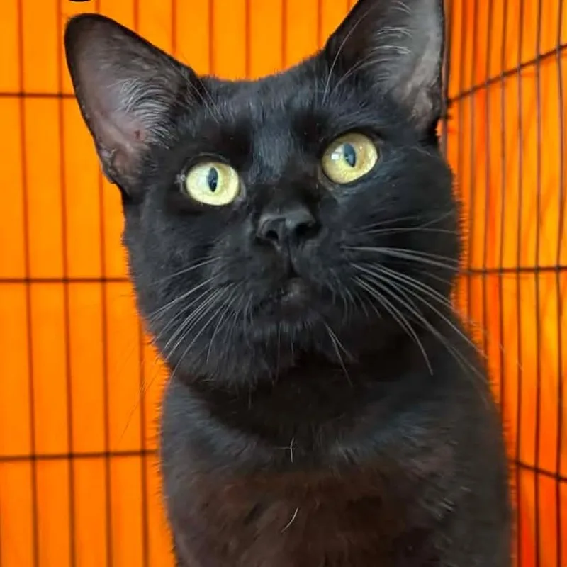An adult medium-sized male Black Domestic Short Hair cat named Mars for adoption in Washington, DC