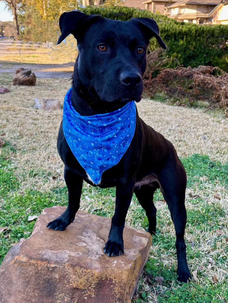 Midas  Gorgeous Boy! thumbnail 4