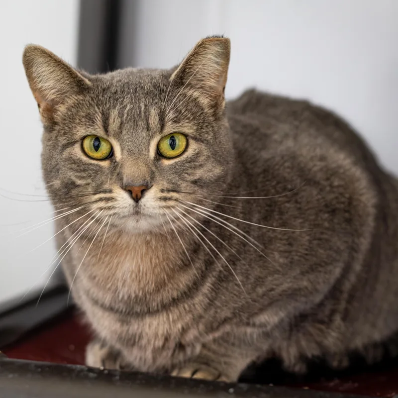 An adult large-sized male Tabby (Gray / Blue / Silver) Domestic Short Hair cat named Arborio for adoption in Richland Center, WI