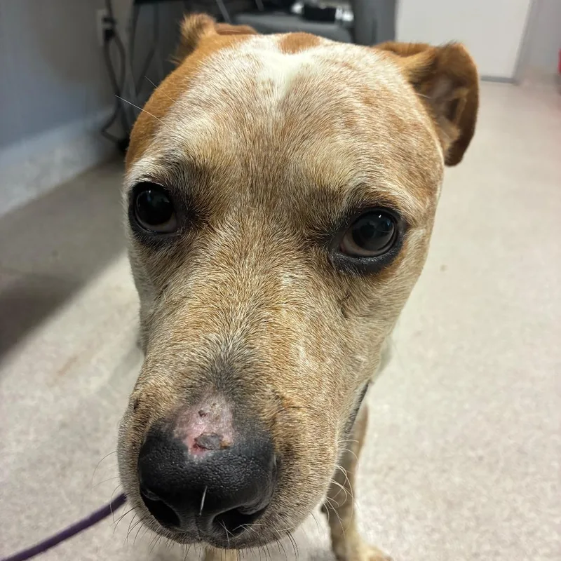 An adult medium-sized male Australian Cattle Dog / Blue Heeler dog named Max for adoption in Horn Lake, MS