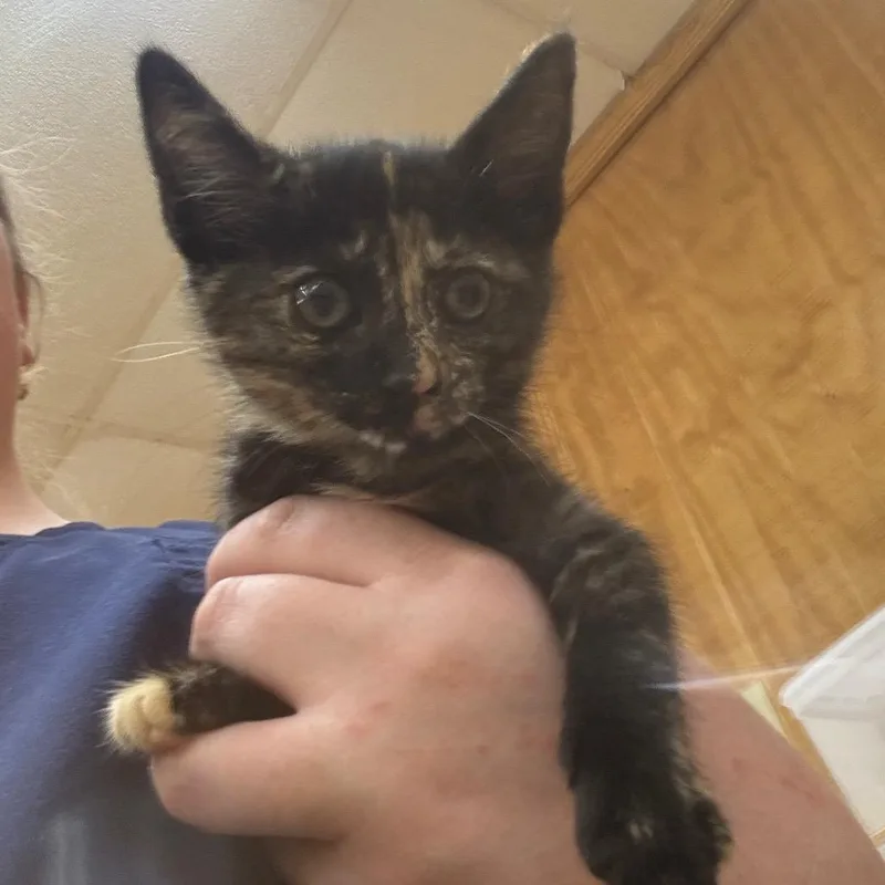 A baby small-sized female Tortoiseshell Domestic Short Hair cat named Tomato for adoption in Parrish, AL