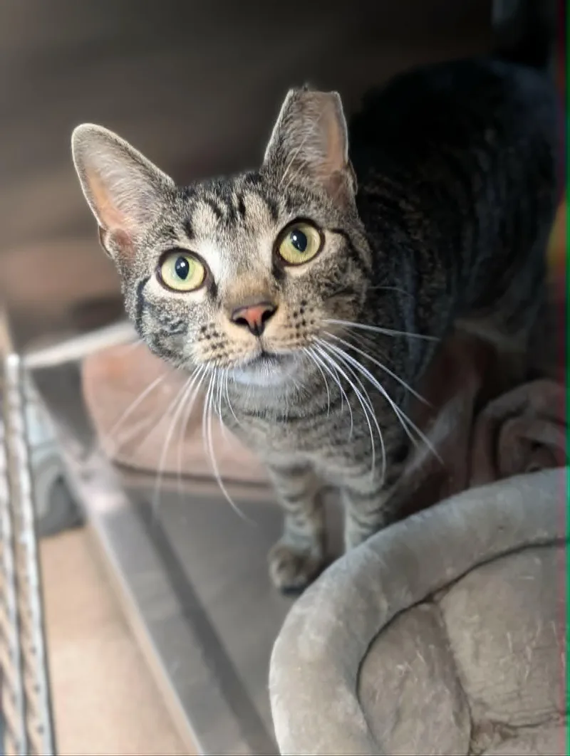 An adult medium-sized male Tabby (Brown / Chocolate) Domestic Short Hair cat named Giovanni for adoption in Chambersburg, PA