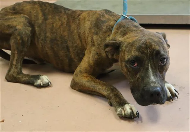 A young small-sized male Mixed Breed dog named Aspen for adoption in Columbia, SC