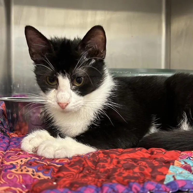 A young medium-sized male Black Domestic Short Hair cat named Earnest for adoption in Buffalo, MN