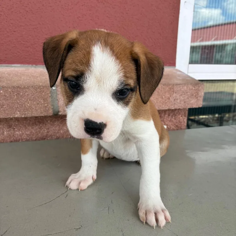 A baby small-sized female Brown / Chocolate American Staffordshire Terrier dog named Paula for adoption in San Antonio, TX