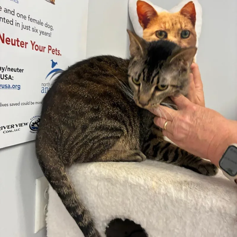 An adult large-sized male Gray / Blue / Silver Domestic Short Hair cat named Clyde for adoption in Morganfield, KY