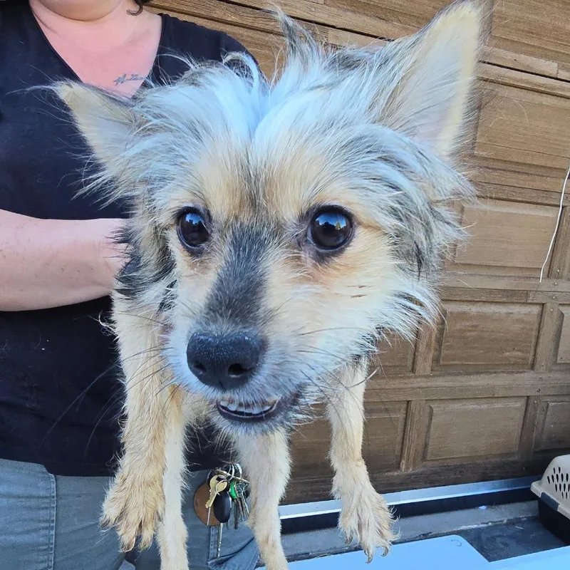 A young small-sized female Yellow / Tan / Blond / Fawn Pomeranian dog named Benny for adoption in Klamath Falls, OR