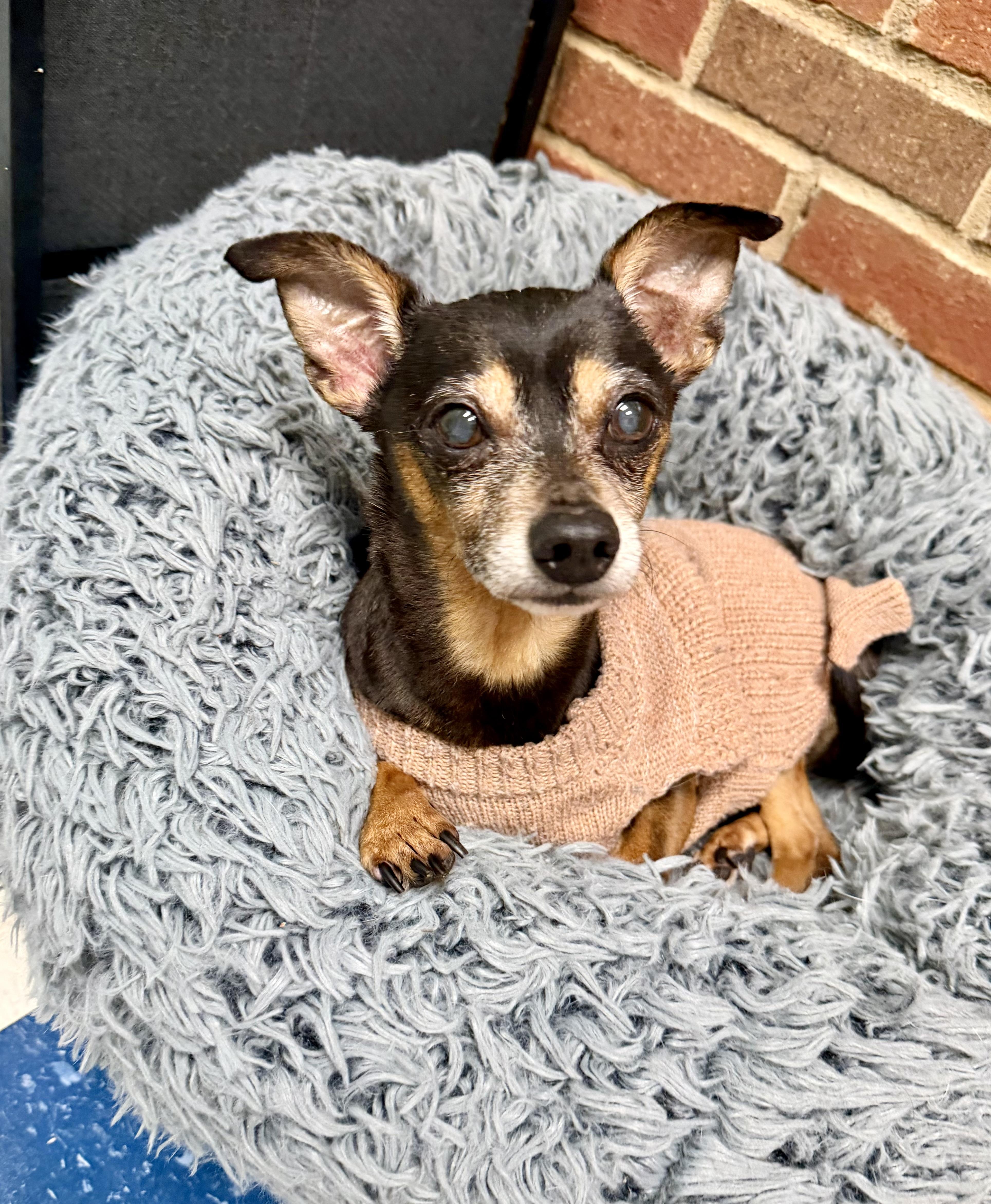A senior small-sized male Chihuahua dog named Tango for adoption in Auburn, AL