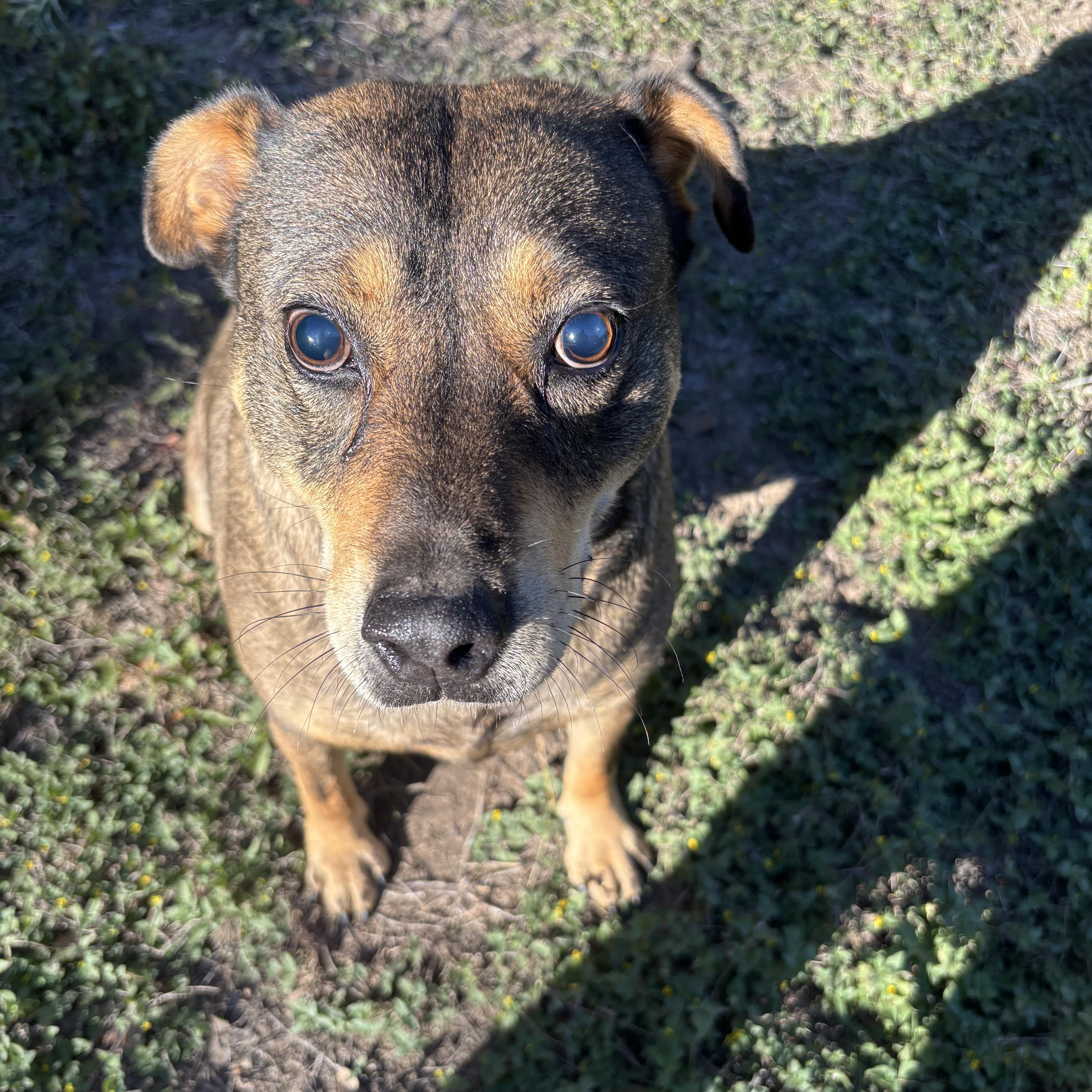 An adult medium-sized male Mixed Breed dog named Ace for adoption in Blanco, TX