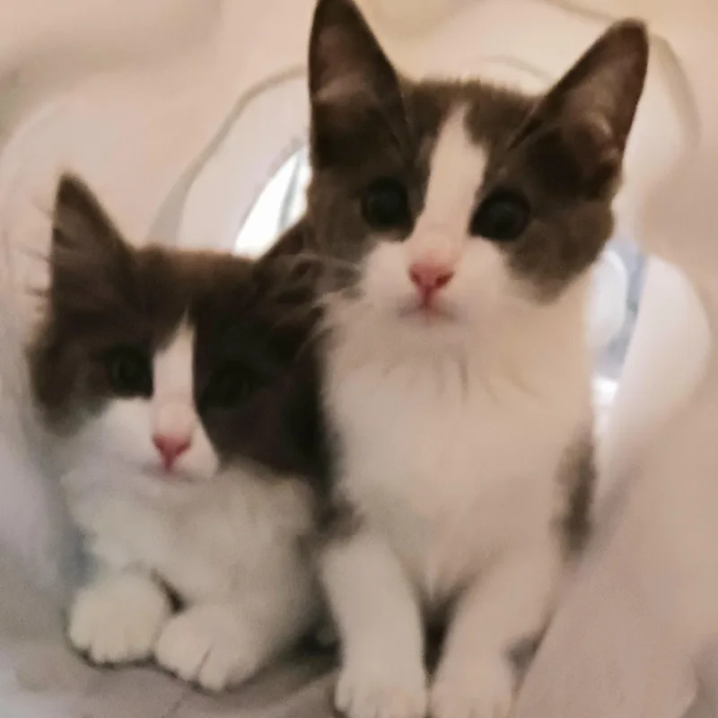 A baby medium-sized female Domestic Medium Hair cat named Kendra for adoption in Saint Marys, WV
