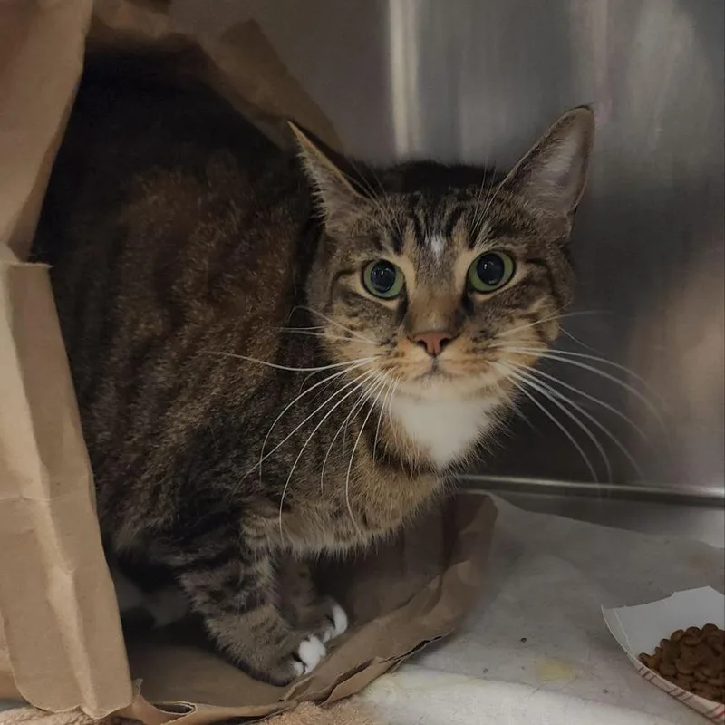 An adult large-sized male Domestic Short Hair cat named Edward for adoption in Voorhees, NJ