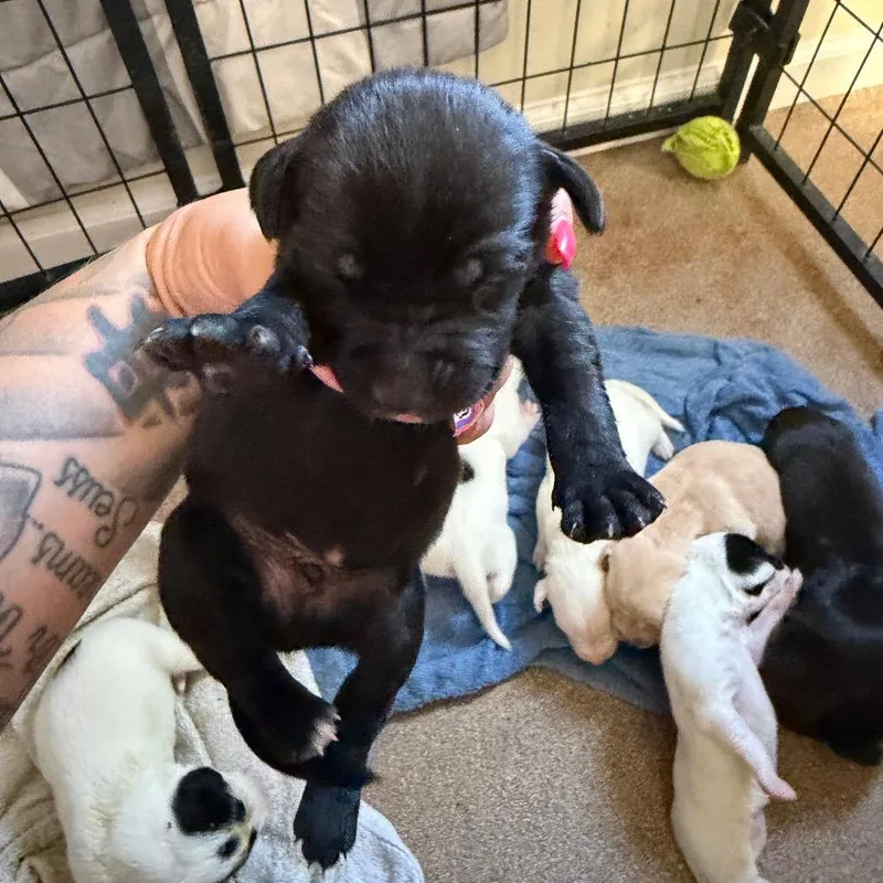 A baby medium-sized male Black Labrador Retriever dog named Fudge for adoption in Hohenwald, TN