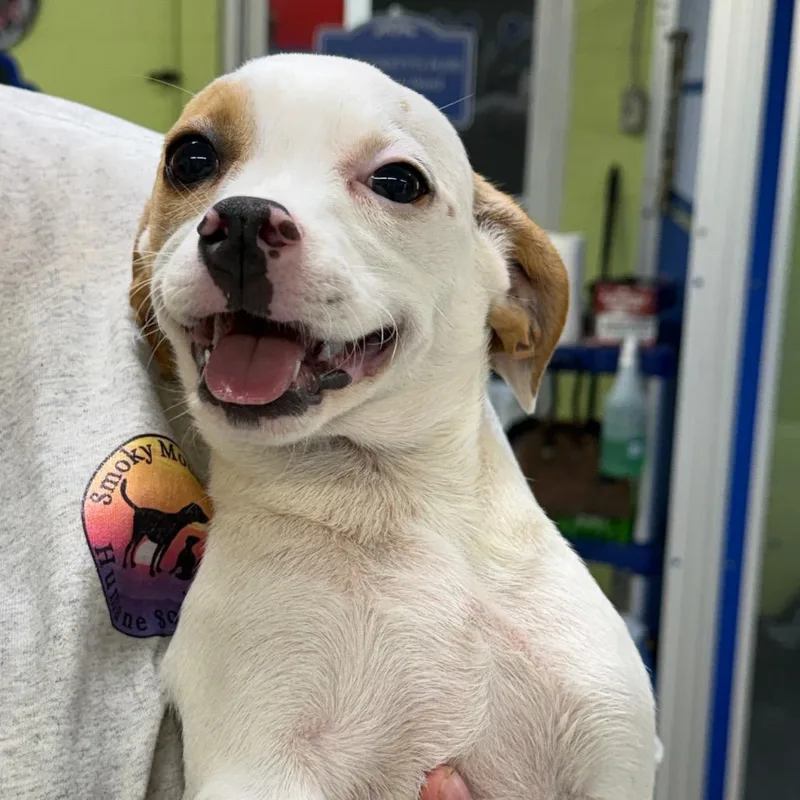 A baby small-sized male White / Cream Brittany Spaniel dog named Paisano for adoption in Newport, TN