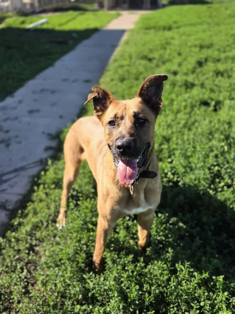A young medium-sized male Boxer dog named Bowie for adoption in Petersburg, IN