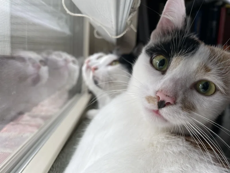 Patches
