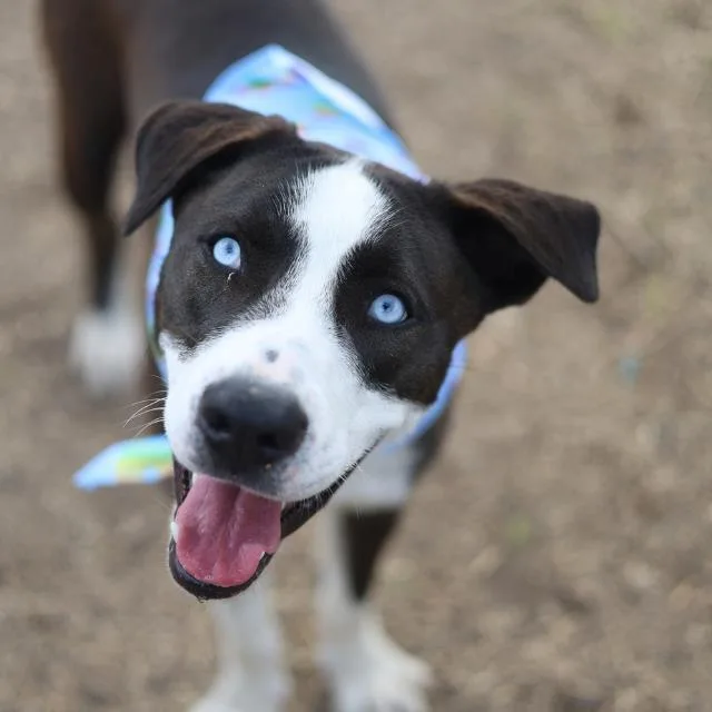 A young large-sized male Labrador Retriever dog named Gus for adoption in San Antonio, TX