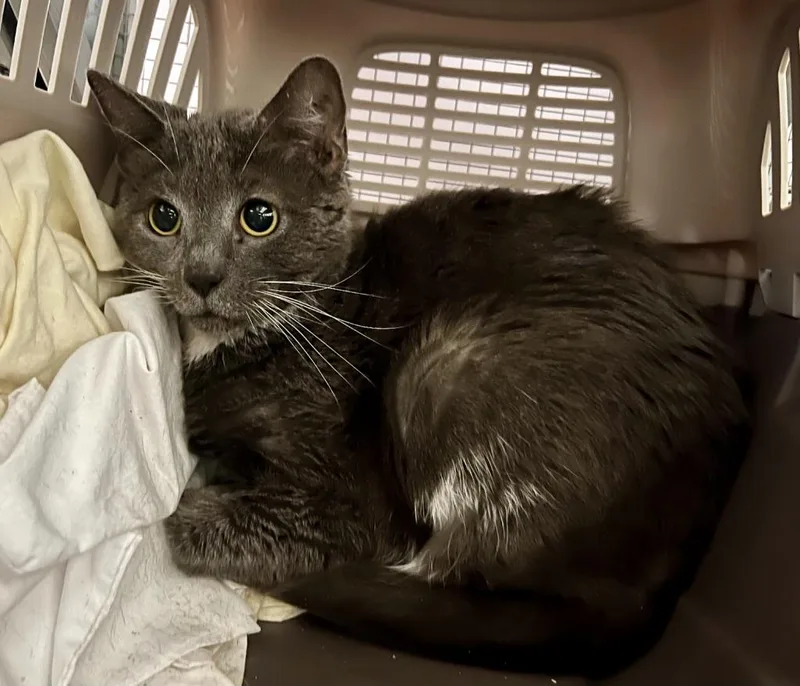 An adult medium-sized female Domestic Short Hair cat named Pineapple for adoption in Windsor, CT