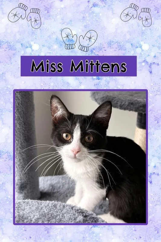A baby medium-sized female Black Domestic Short Hair cat named Mittens for adoption in Kearney, NE