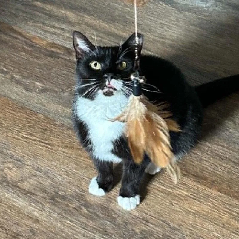 An adult medium-sized female Black & White / Tuxedo Domestic Short Hair cat named Fiddle for adoption in Candler, NC
