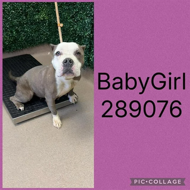 A young medium-sized female Pit Bull Terrier dog named Baby Girl for adoption in Macon, GA