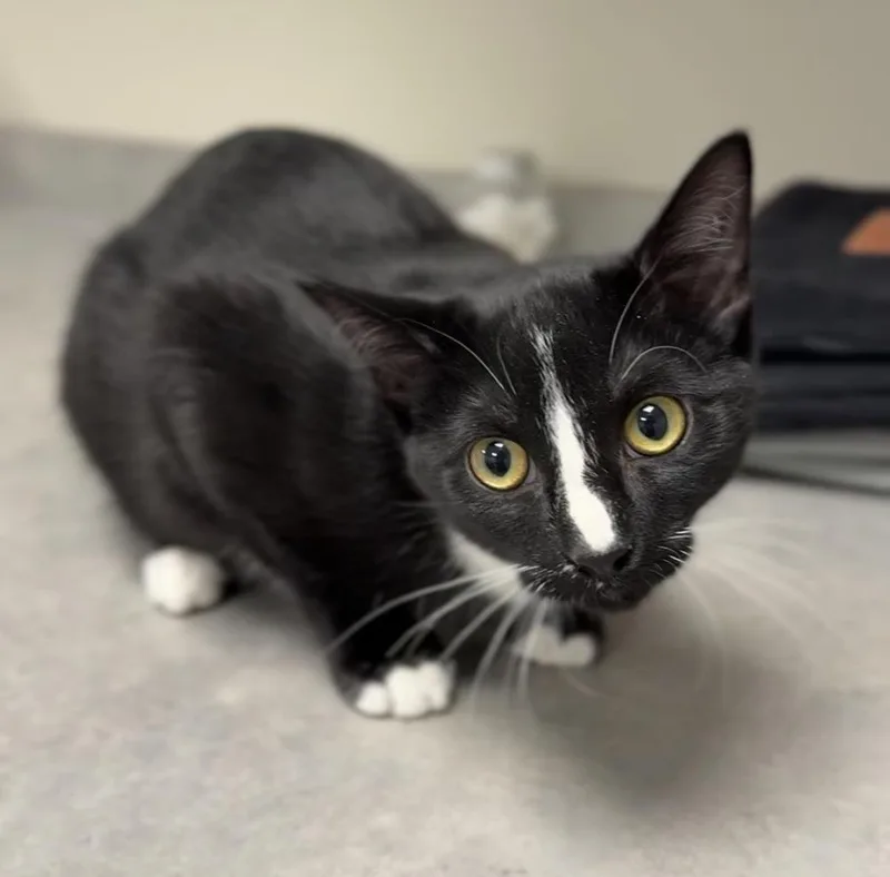 A baby medium-sized male Black & White / Tuxedo Domestic Short Hair cat named Skunk for adoption in Bemidji, MN
