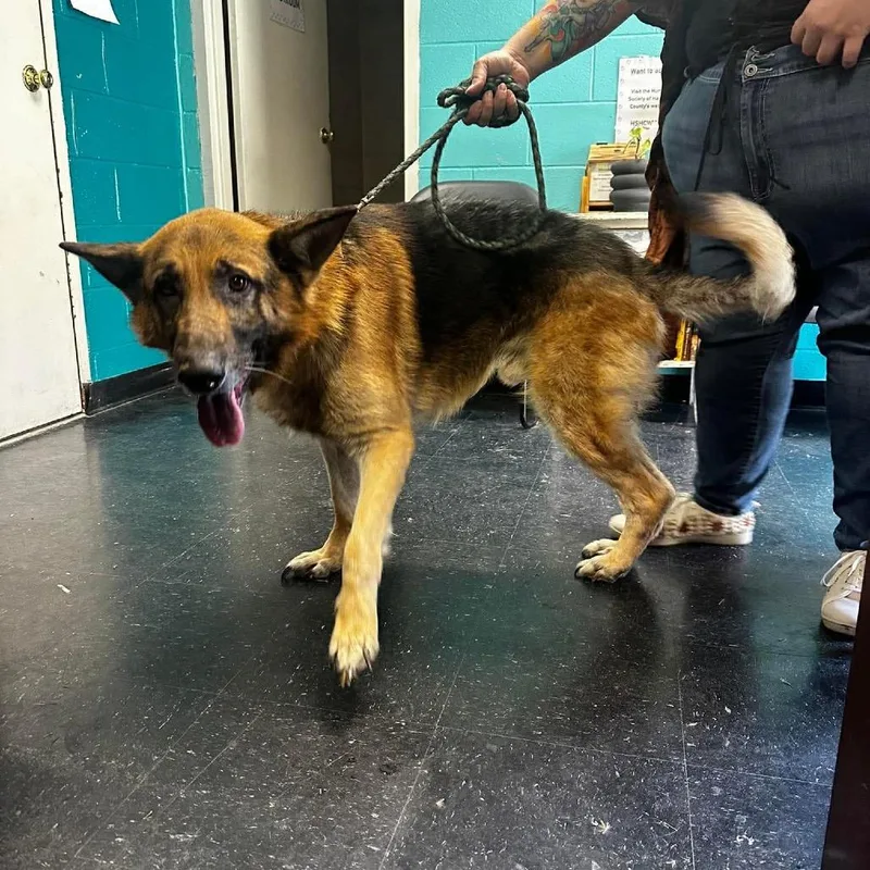 A senior large-sized male Black German Shepherd Dog dog named Bullet for adoption in Shinnston, WV