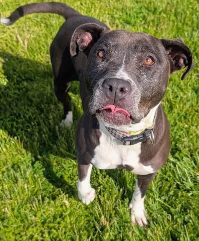An adult medium-sized female Pit Bull Terrier dog named Bonnie for adoption in Akron, OH