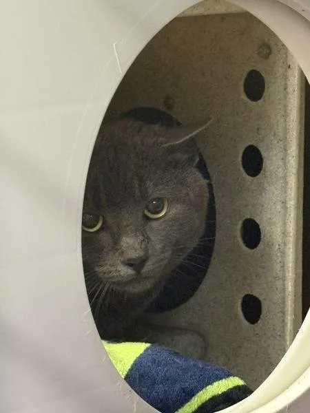 An adult medium-sized male Domestic Short Hair cat named Working Cat  Tadpole for adoption in Silverdale, WA