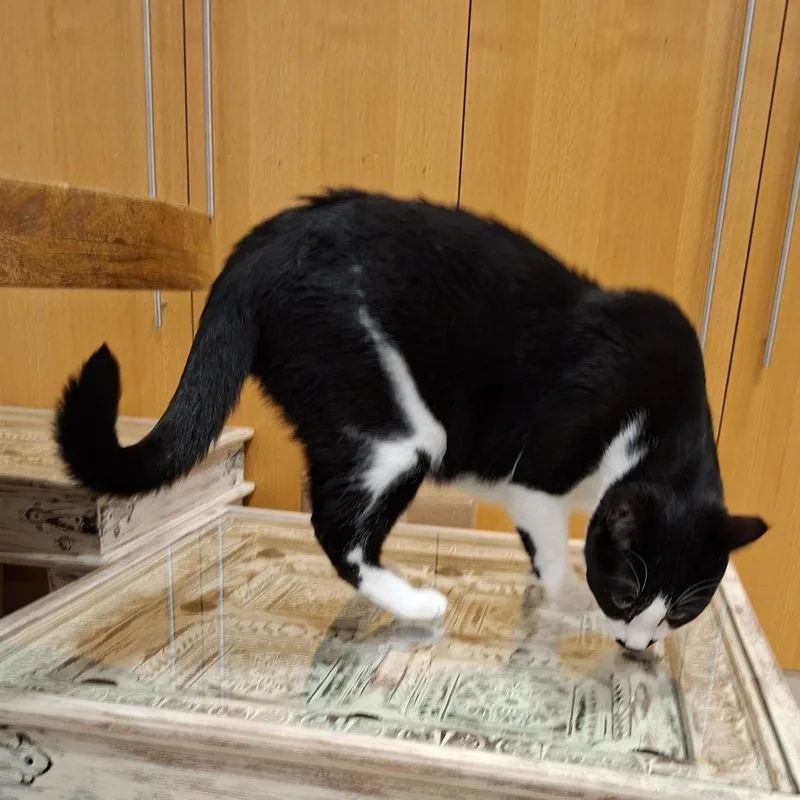 An adult large-sized male Black Domestic Short Hair cat named Charlie for adoption in Fairfax Station, VA