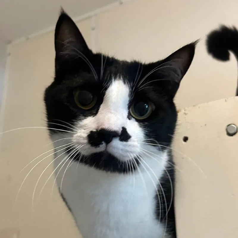 Charlie thumbnail 2